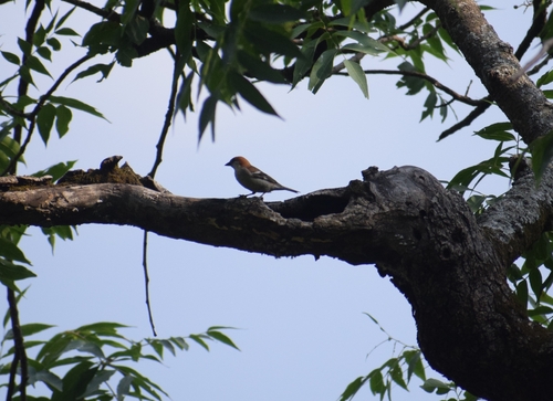 Russet Sparrow