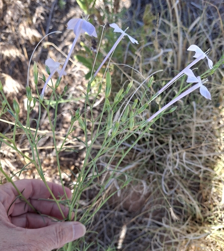 Flaxflowered Ipomopsis
