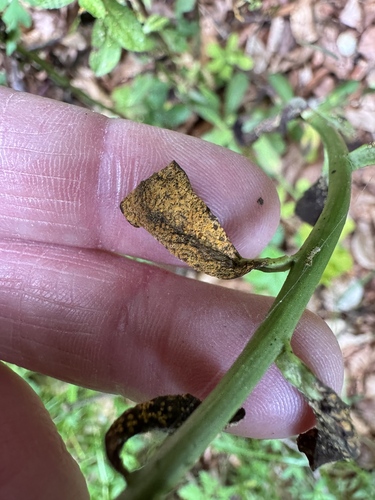 Endophyllum euphorbiae-sylvaticae, 2026-06-08