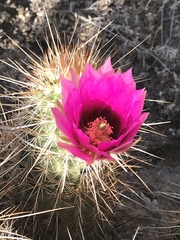 Echinocereus engelmannii engelmannii