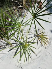 Coccothrinax argentata