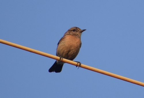 Grey Bushchat