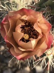 Cylindropuntia acanthocarpa