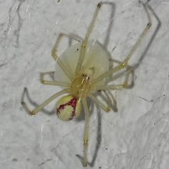 Enoplognatha ovata