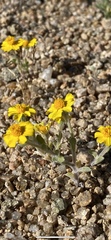 Eriophyllum wallacei