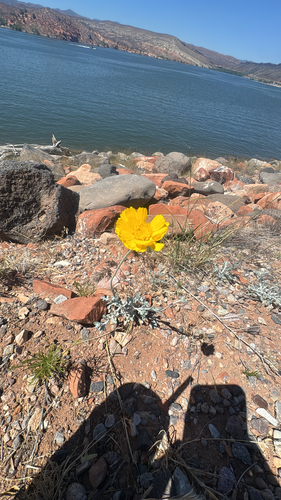Desert Marigold
