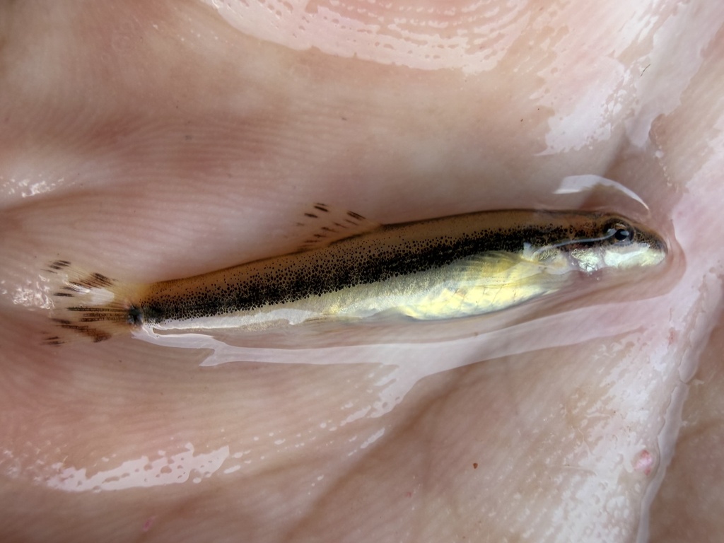 Caldwells bergbeekloach (Vanmanenia caldwelli) — Balitoridae