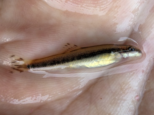 Caldwell's hillstream loach (Vanmanenia caldwelli) — Balitoridae