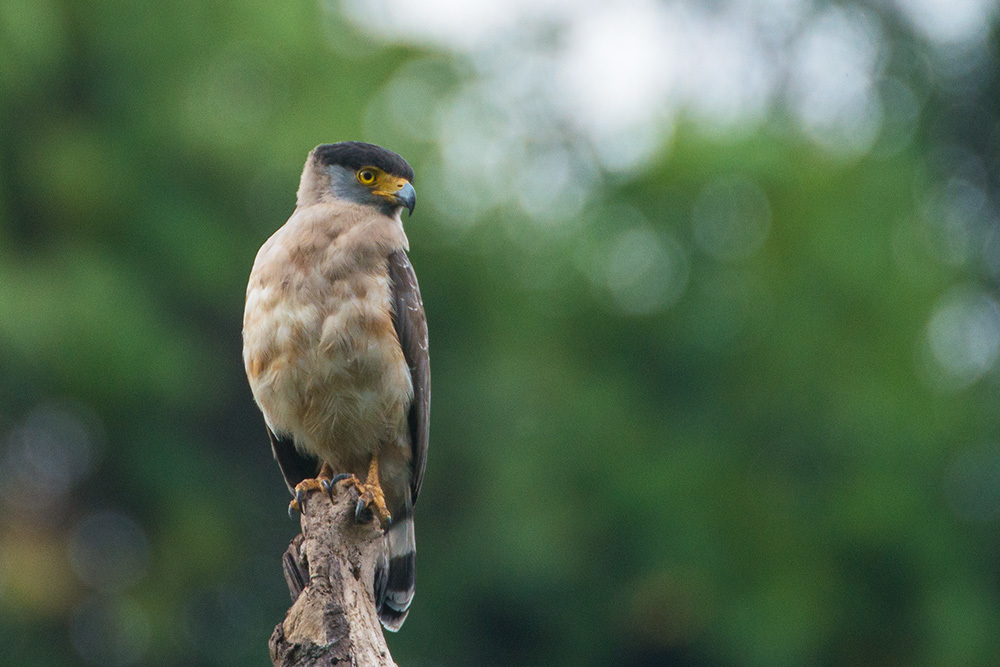 Nicobar Serpent-Eagle photo