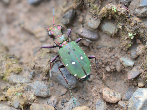 Green tiger beetle