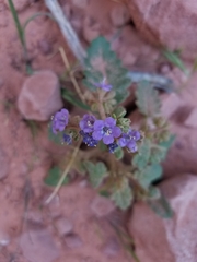 Phacelia howelliana