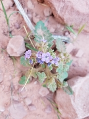 Phacelia howelliana