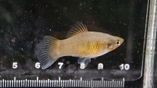 Platy