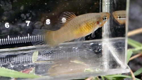 Platy