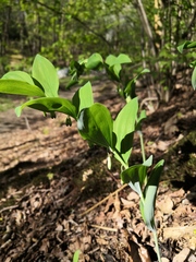 Polygonatum multiflorum