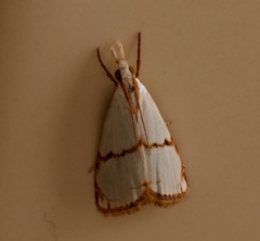 Pseudargyria interruptella