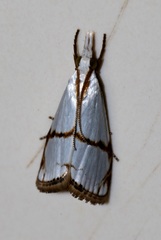 Pseudargyria interruptella