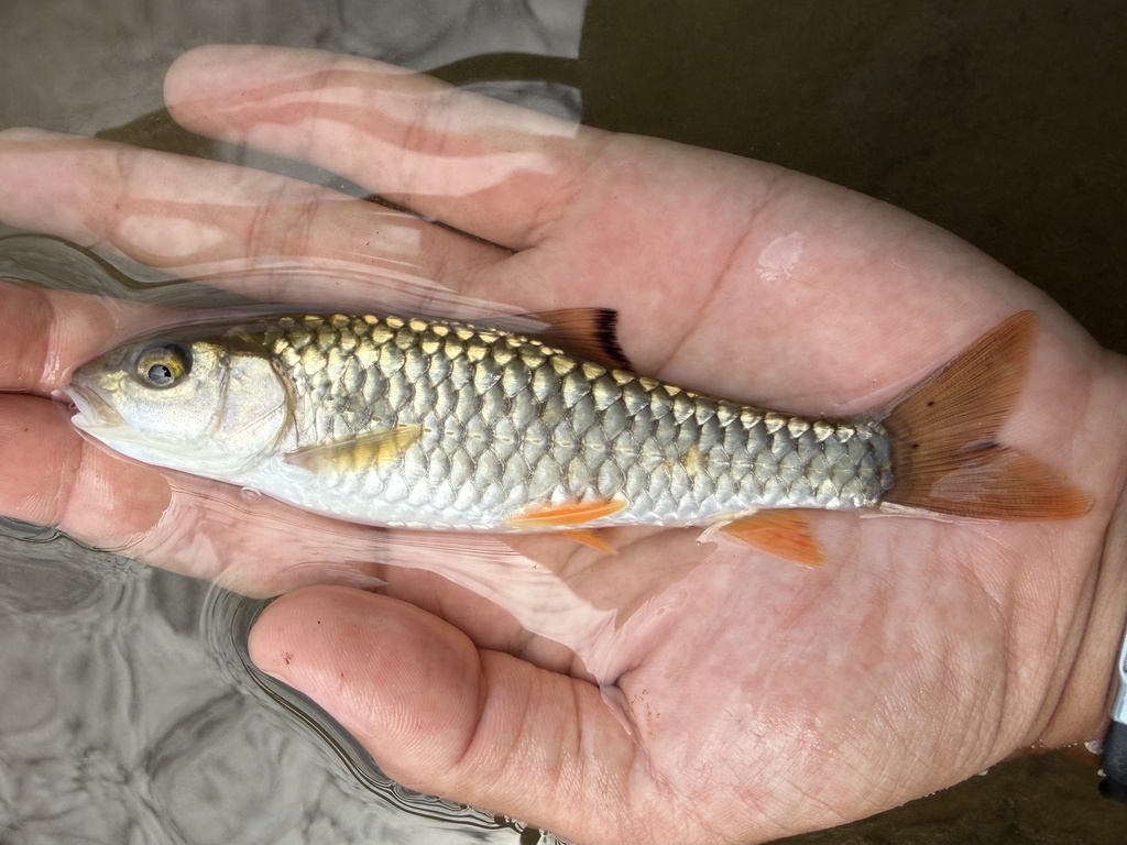 Caldwell's Spiny Carp