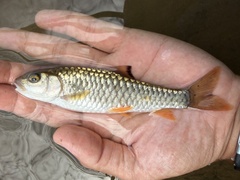 Caldwell's Spiny Carp photo 1