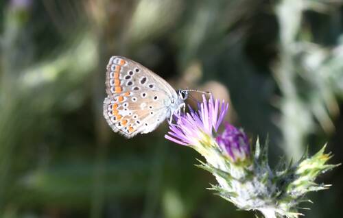 Austaut's Blue