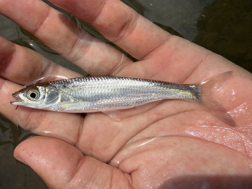 Hainan sharpbelly (Pseudohemiculter hainanensis) — Cyprinidae — 2