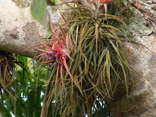 Tillandsia velutina, photograph 1