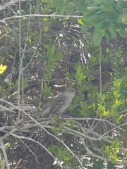 Mimus gundlachii