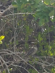 Mimus gundlachii