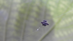 Gasteracantha geminata