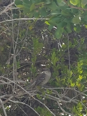 Mimus gundlachii