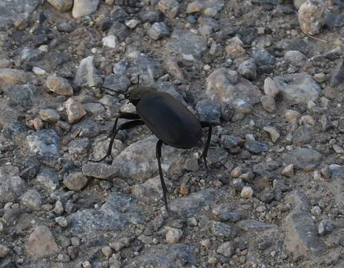 Calosoma maderae