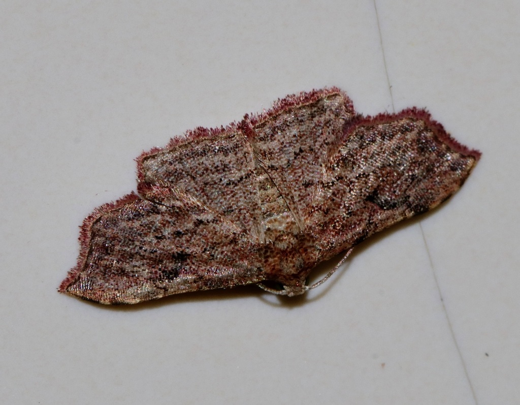 Ectoblemma rosella