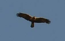 Western Marsh Harrier