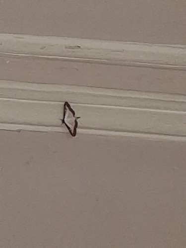 Box Tree Moth