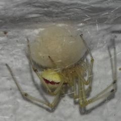 Enoplognatha ovata