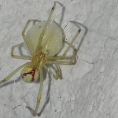 Enoplognatha ovata