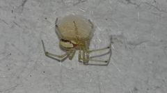 Enoplognatha ovata