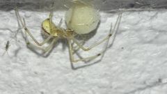 Enoplognatha ovata