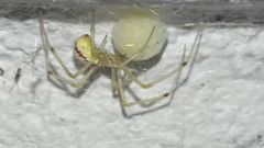 Enoplognatha ovata