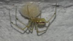 Enoplognatha ovata