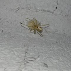 Enoplognatha ovata