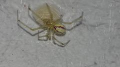 Enoplognatha ovata