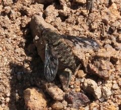 Conophorus