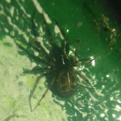 Lepthyphantes minutus