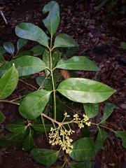 Tetragastris panamensis