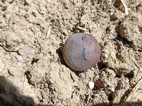 Andricus quercustozae