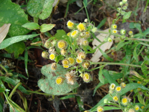 Image of Erigeron laevigatus by (c) Alexis López Hernández, some rights reserved (CC BY)