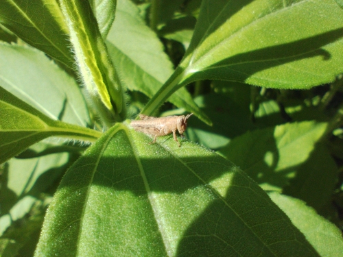 Common Maquis Grasshopper