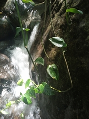 Monsteroideae