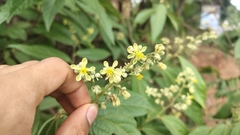 Microcos paniculata, photograph (c) Aadi Kulkarni, some rights reserved (CC BY)